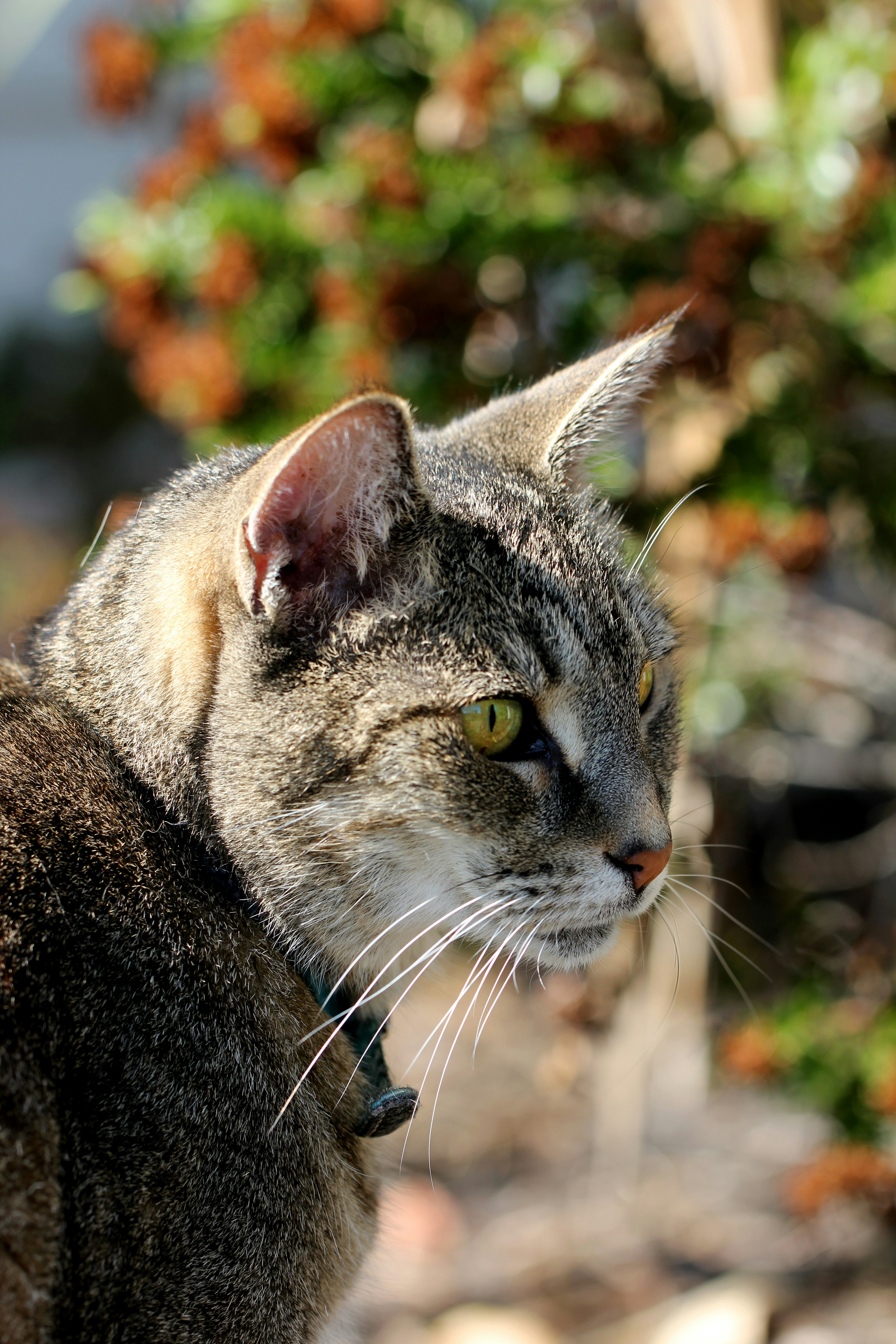 brown tabby cat in tilt shift lens